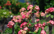 IMGP1329
