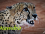 Namibia