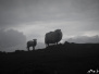 Wales Snowdon 1085
